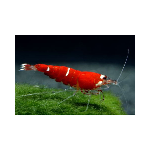 Gamba Super Cristal Red (SCR)