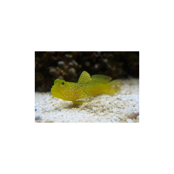 SULPHUR GOBY