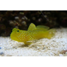 SULPHUR GOBY