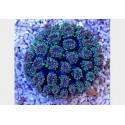 Galaxea sp. 