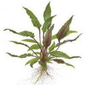 Cryptocoryne beckettii 'Viridifolia' Aquaflora