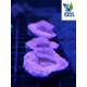 Montipora plato Rosa fluor