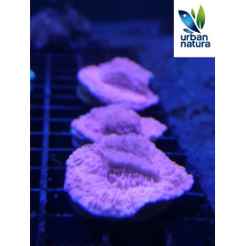 Montipora plato Rosa fluor CITES:ES-CC-00005/18l