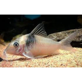 Corydora virginiae