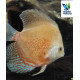 Discus Snow Leopard 8-10