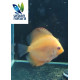 Discus Marlboro S