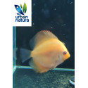 Discus Marlboro S