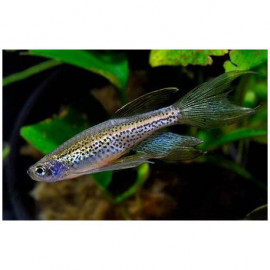 Cebrita leopardo velo danio rerio