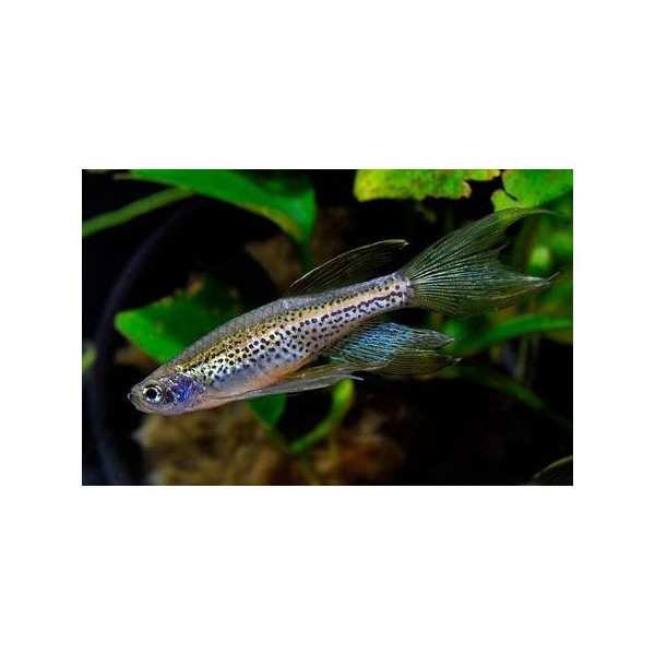 Cebrita leopardo velo danio rerio