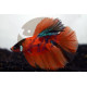 betta macho half moon nemo xl