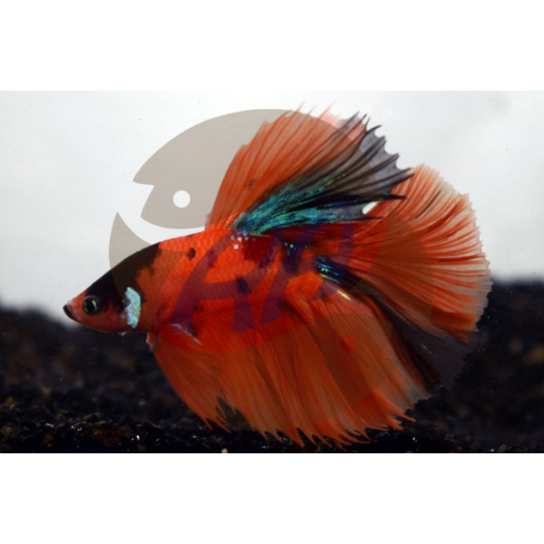 betta macho half moon nemo xl