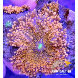 Ricordea yuma naranja big polyp S