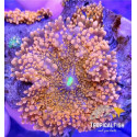 Ricordea yuma naranja big polyp S