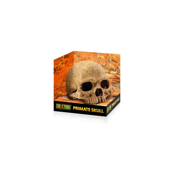 REFUGIOS FÓSILES EXO TERRA Primate Skull