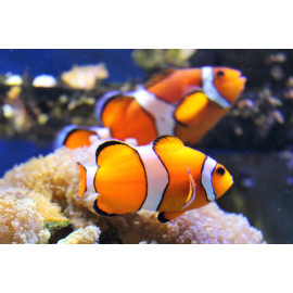 Amphiprion Percula Parella