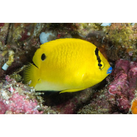 Apolemichthys trimaculatus S-M