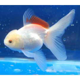 Oranda Blanc 8-10 cm carassius aurata