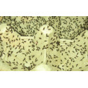 Microgrillo num 1 acheta domestica