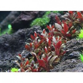 alternanthera reineckii mini