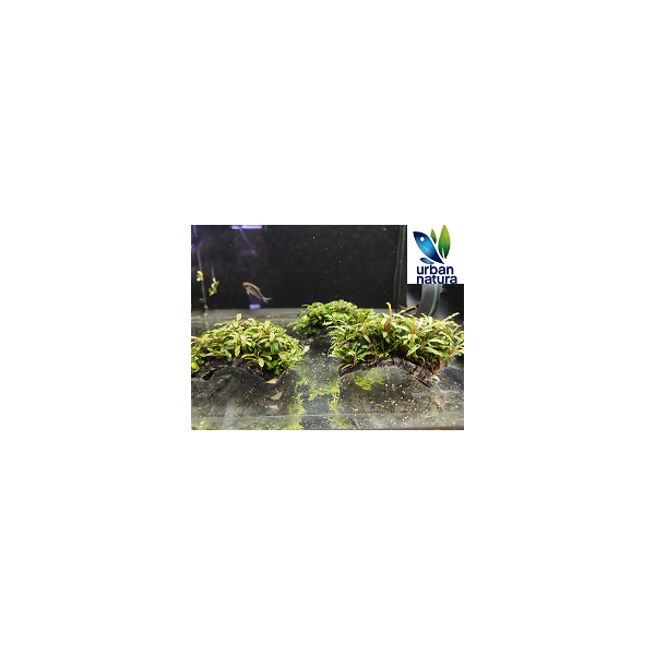 Mini puente Bucephalandra