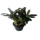 bucephalandra alamanda VI blue