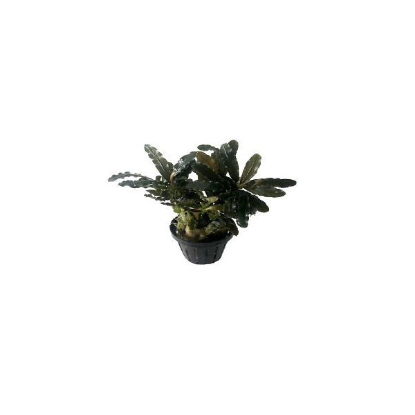 bucephalandra alamanda VI blue