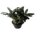 bucephalandra alamanda VI blue L