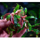 bucephalandra biblis pink green
