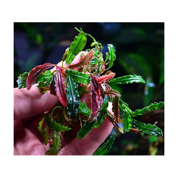 bucephalandra biblis pink green