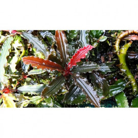 bucephalandra biblis red