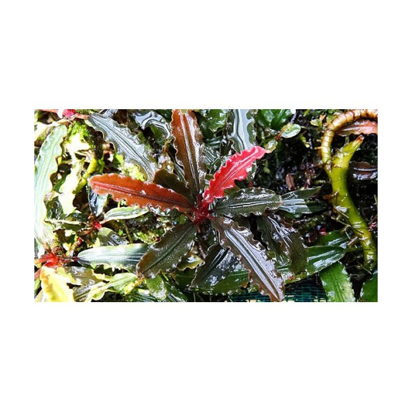 bucephalandra biblis red