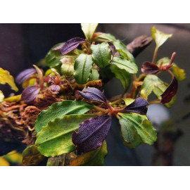 bucephalandra brownie metallica