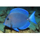 ACANTHURUS COERULEUS
