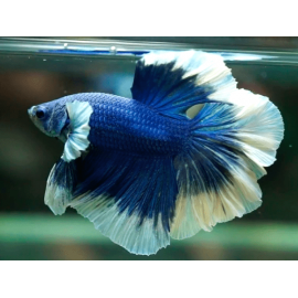 Betta macho half moon Buterfly Azul Blanco