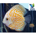 Discus Pigeon Blood 8-10 cm