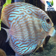 Discus Turuqesa Rojo 10-11 cm