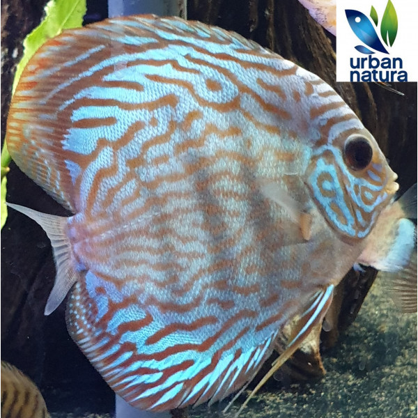 Discus Turuqesa Rojo 10-11 cm