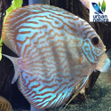 Discus Turuqesa Rojo 10-11 cm