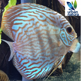 Discus Turuqesa Rojo 10-11 cm