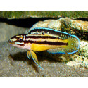 Julidochromis regani Kipili