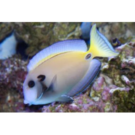 Acanthurus tennentii Maldivas