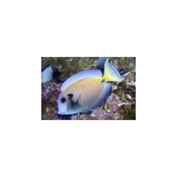 acanthurus tennenti