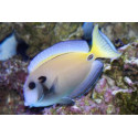 Acanthurus tennentii Maldivas