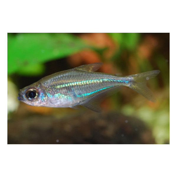 Heterocharax virgulatus Tetra azul de la guaiana