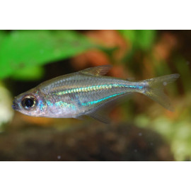 Heterocharax virgulatus Tetra azul de la guaiana