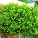 Molsa riccardia chamedryfolia en Terrina tropica