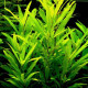 hygrophila angustifolia