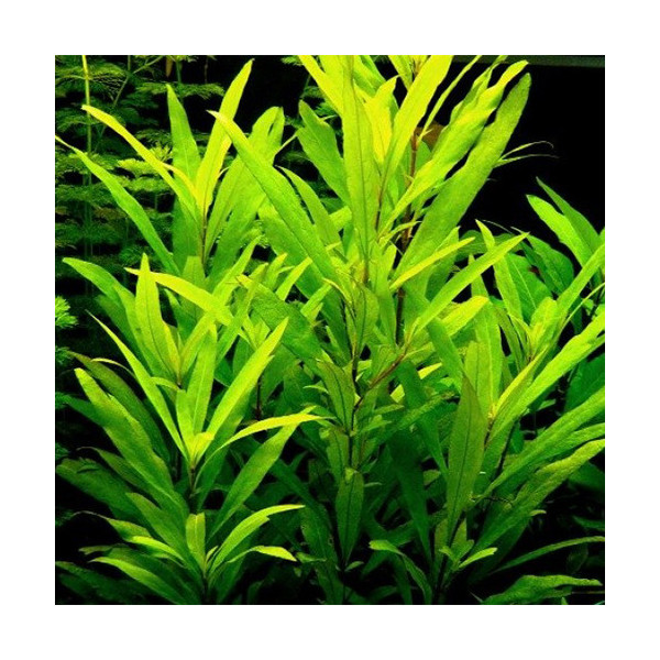 hygrophila angustifolia