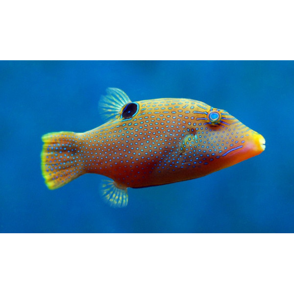 Canthigaster solandri