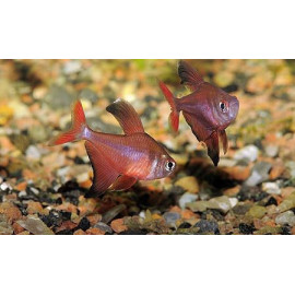 Tetra vermell de Perú Hyphessobrycon jackrobertsi